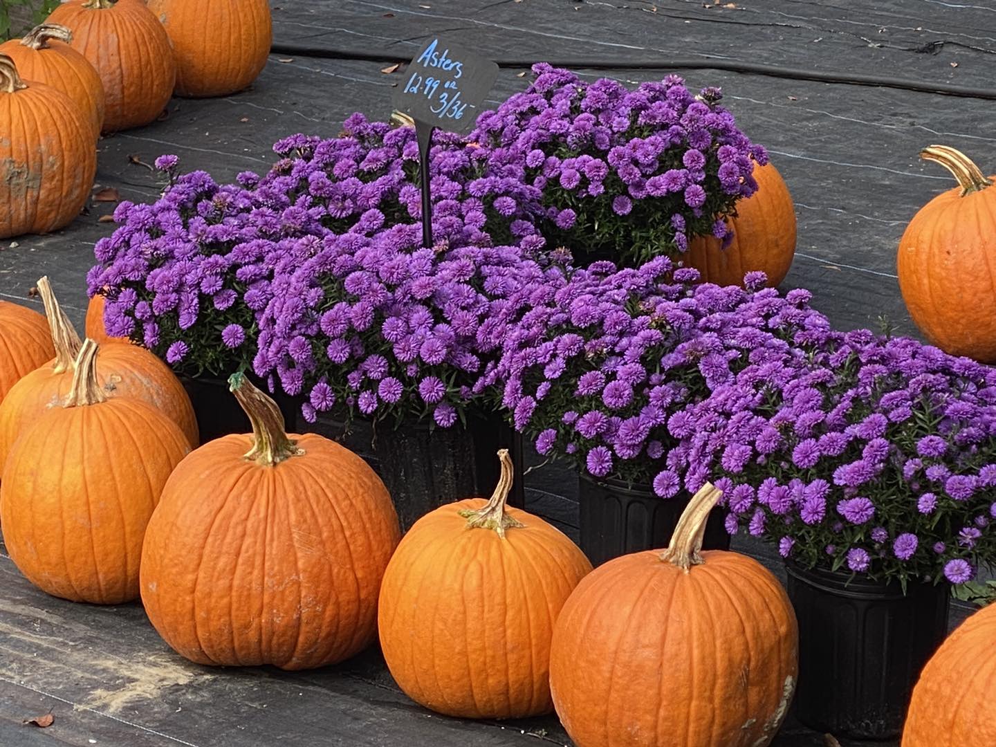 Come get your mums and pumpkins!